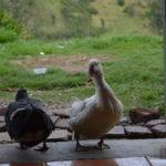 ducks at the doorstep